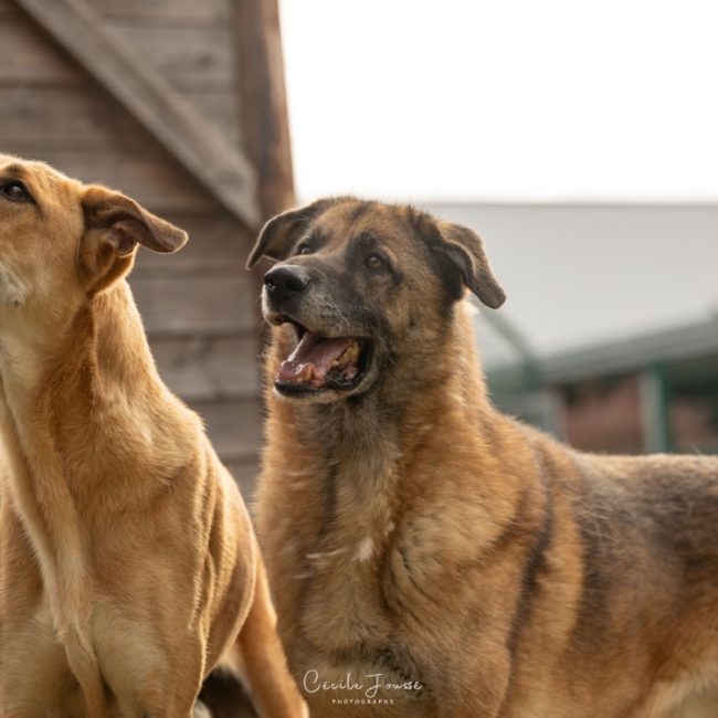 Francky - Chien à adopter