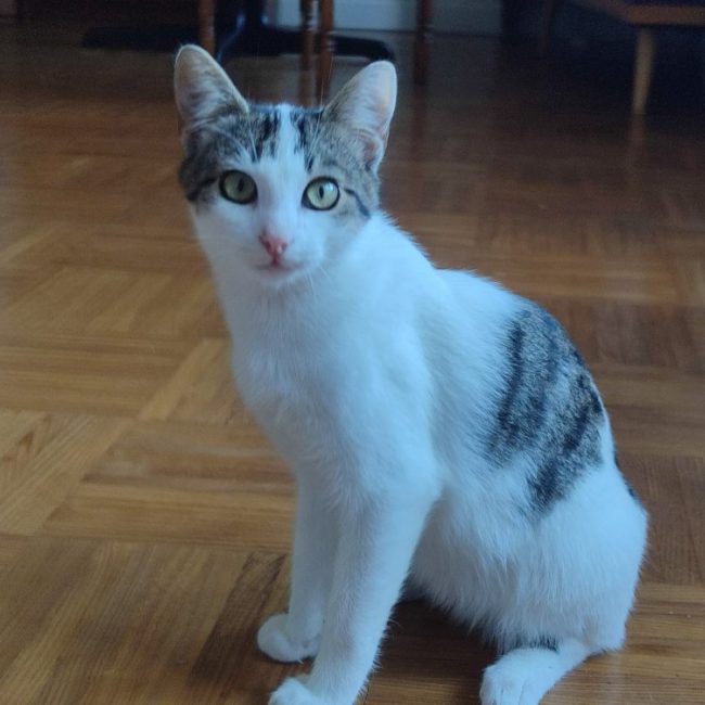 Vega