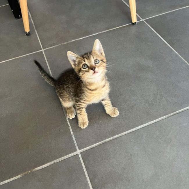 SMOKY - Chat à adopter