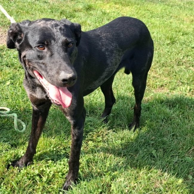 Simba - Chien à adopter