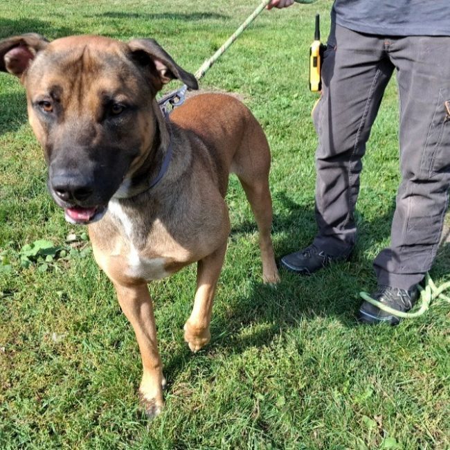 Zephyr - Chien à adopter