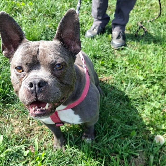 Ryan - Chien American Bully à adopter