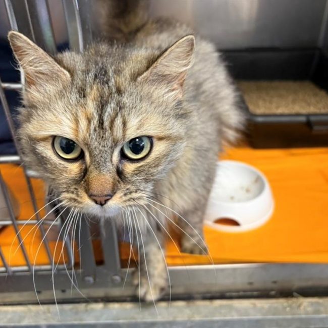 Bella - Chat Européen à adopter
