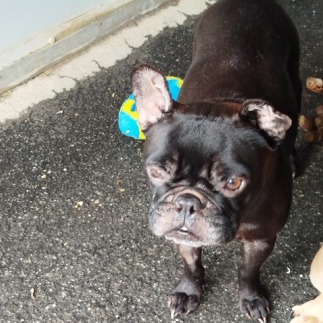 Joyce - Chien Bouledogue Français à adopter