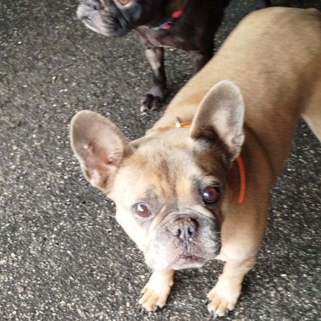 Loly - Chien Bouledogue Français à adopter