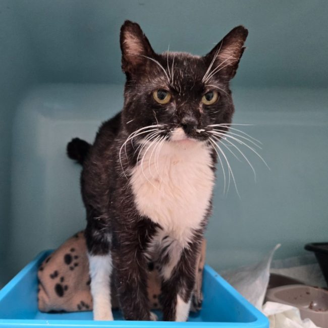 Konan - Chat Européen à adopter