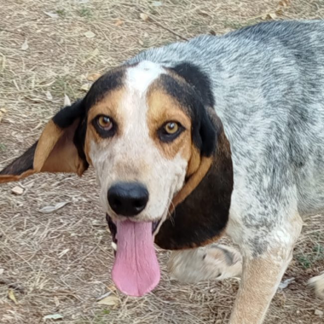 Cesar - Chien Grand Bleu de Gascogne à adopter