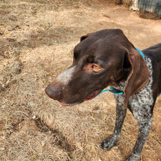 Theo - Chien Braque allemand à poil court à adopter