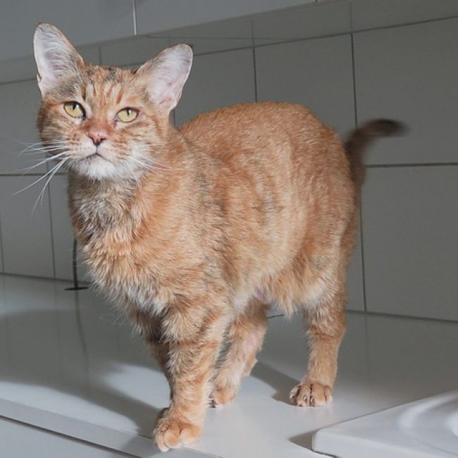 Marla - Chat Européen à adopter