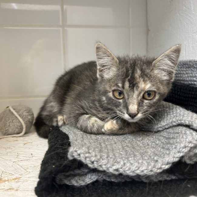 Zara - Chat Européen à adopter