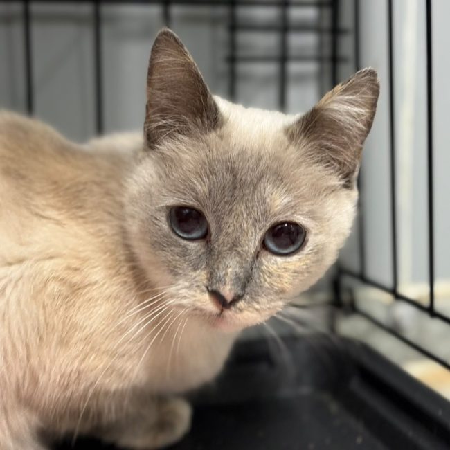 Blanche - Chat Européen à adopter