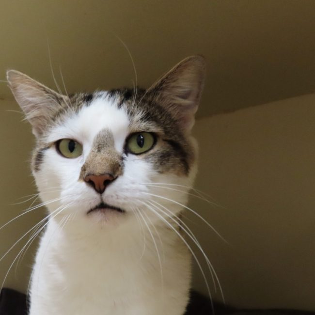 Hillel - Chat Européen à adopter