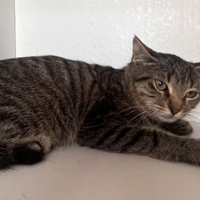 Nelson - Chat Européen à adopter