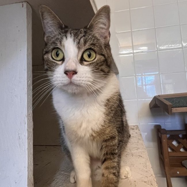 Chichi - Chat Européen à adopter