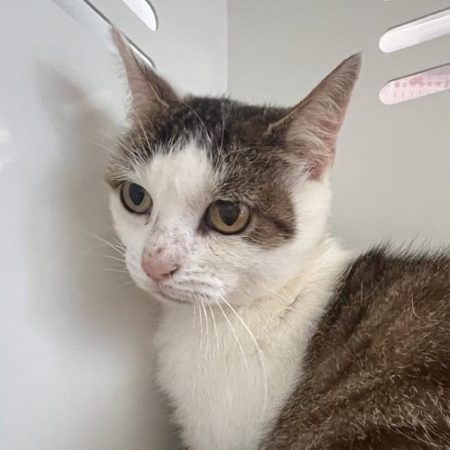 Marge - Chat Européen à adopter