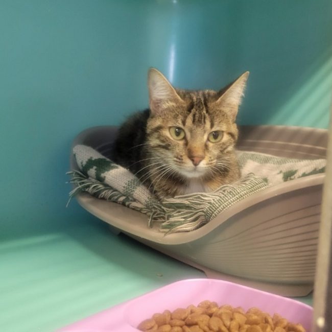 Hula - Chat Européen à adopter