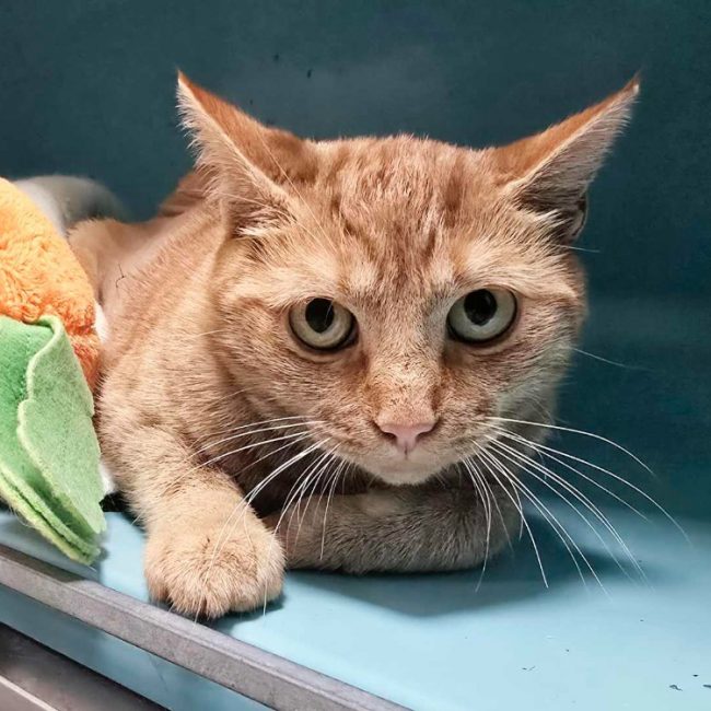 Ginnie - Chat Européen à adopter
