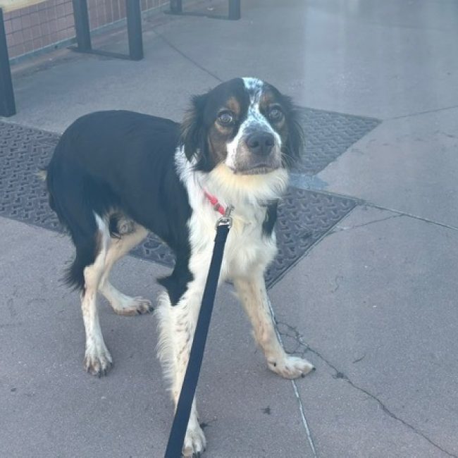 Voyou - Chien Epagneul Breton à adopter