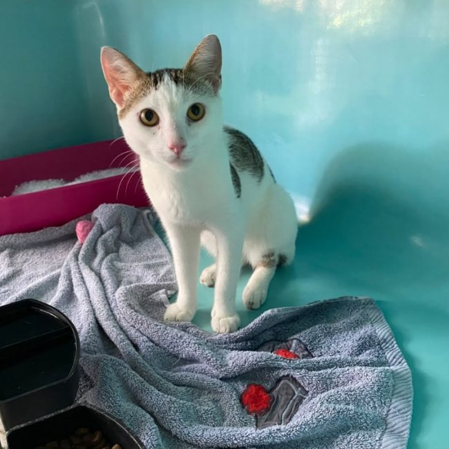Bastos - Chat Européen à adopter