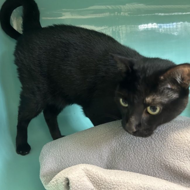 Pompon - Chat Européen à adopter