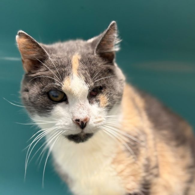 Aloé - Chat Européen à adopter