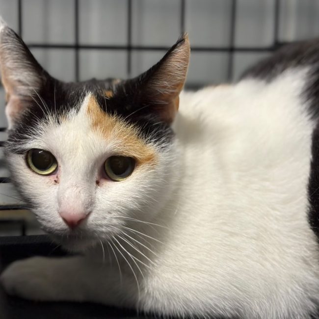Trico - Chat Européen à adopter