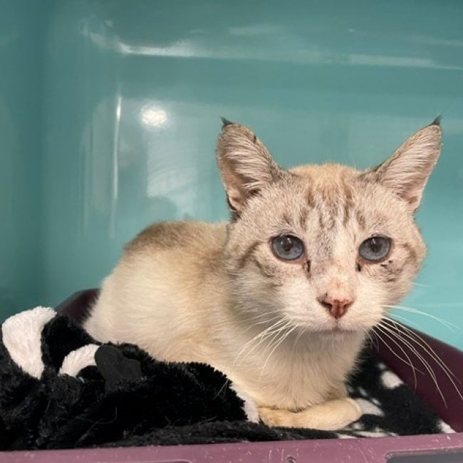 Malo - Chat Européen à adopter