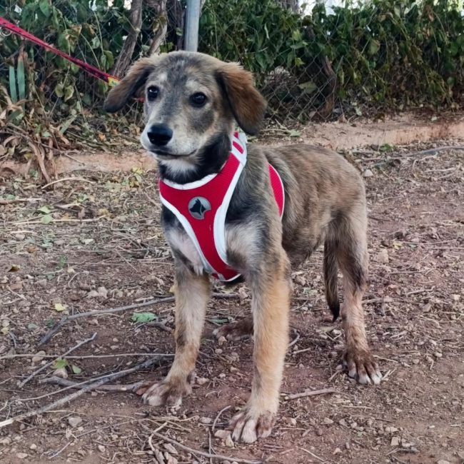 Aramis - Chien à adopter