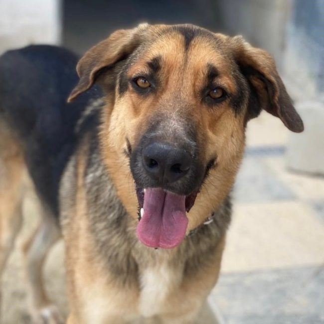 Max - Chien Berger Allemand à adopter