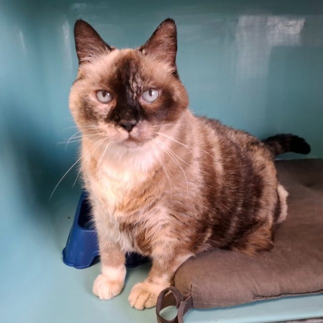 Minoucha - Chat Européen à adopter