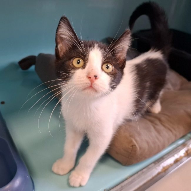 Nana - Chat Européen à adopter