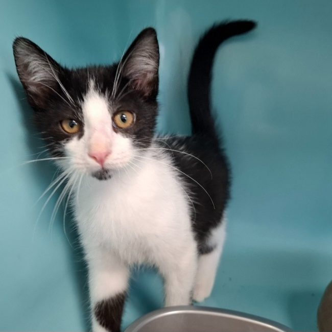 Loulou - Chat Européen à adopter