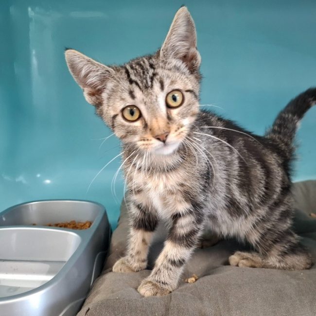 Fifi - Chat Européen à adopter