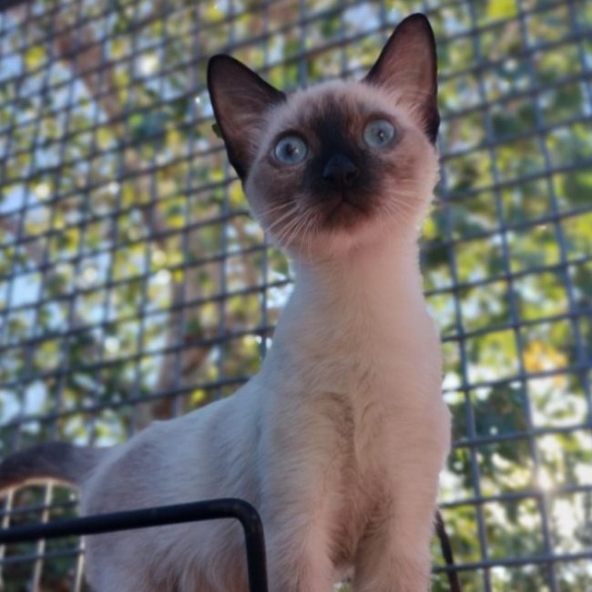 ésoup - Chat Européen à adopter