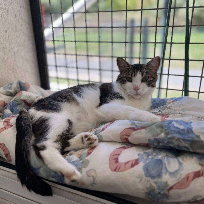 Compote - Chat Européen à adopter