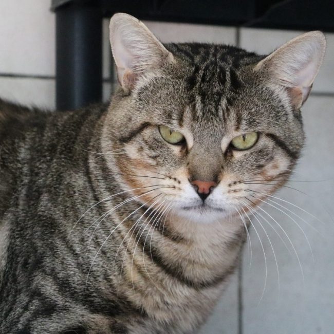 Horus - Chat Européen à adopter