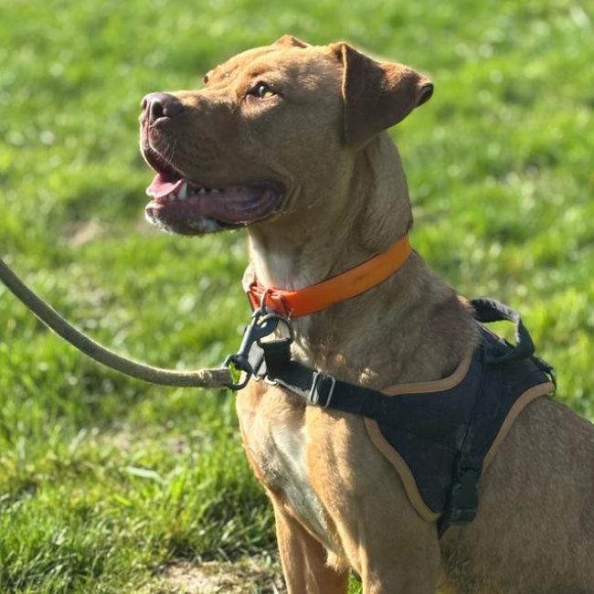 Victoire - Chien à adopter