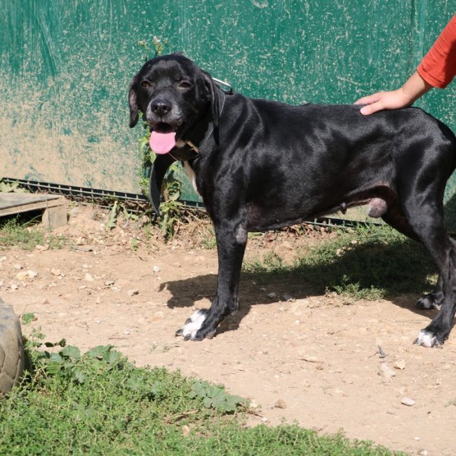 Jeff - Chien à adopter