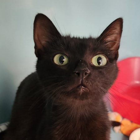 Molkkyne - Chat Européen à adopter