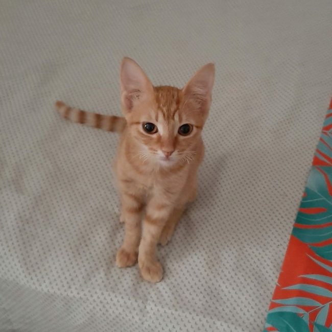 Alvin