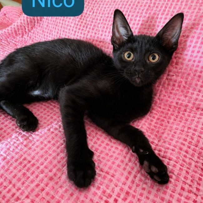 Nico