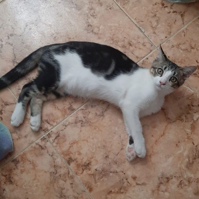 Oscar - Chat à adopter