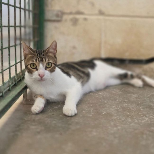 Floki - Chat à adopter