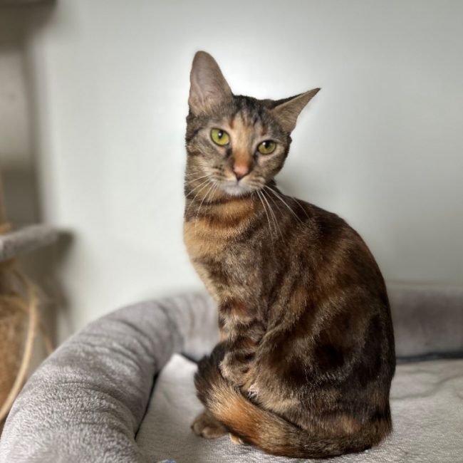 Wendy - Chat Européen à adopter