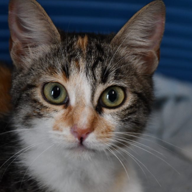 Pépite - Chat Européen à adopter