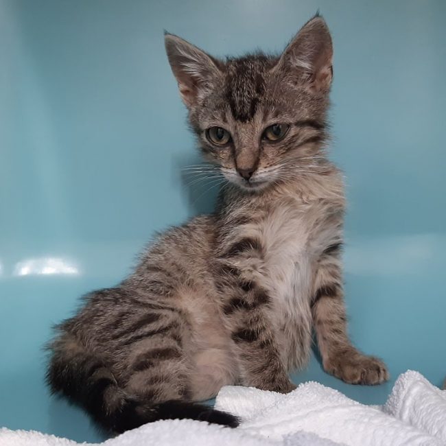 Cavally - Chat Européen à adopter