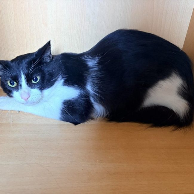 Kashu - Chat Européen à adopter