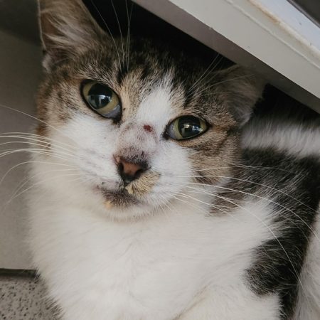 Ewa - Chat Européen à adopter