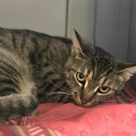 Lilly - Chat Européen à adopter