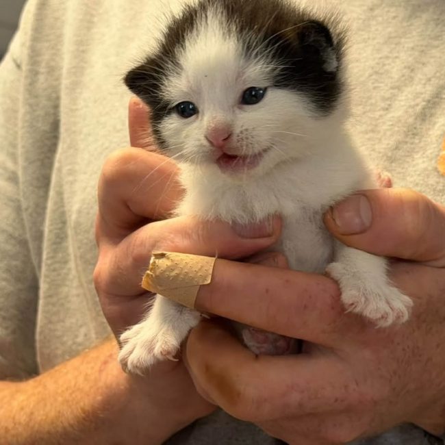 Baggy - Chat Européen à adopter